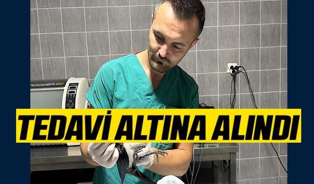 YARALI SAKSAĞAN KUŞU TEDAVİ ALTINA ALINDI