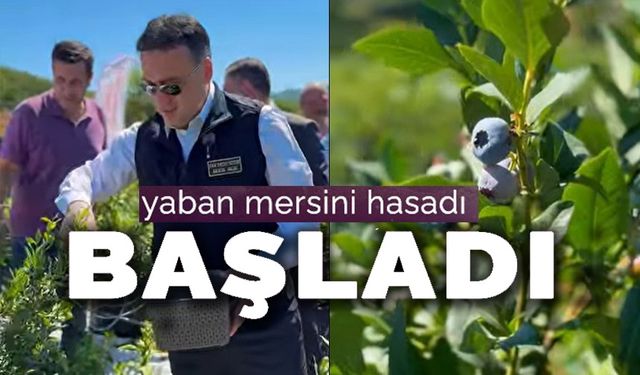 YABAN MERSİNİ HASADI