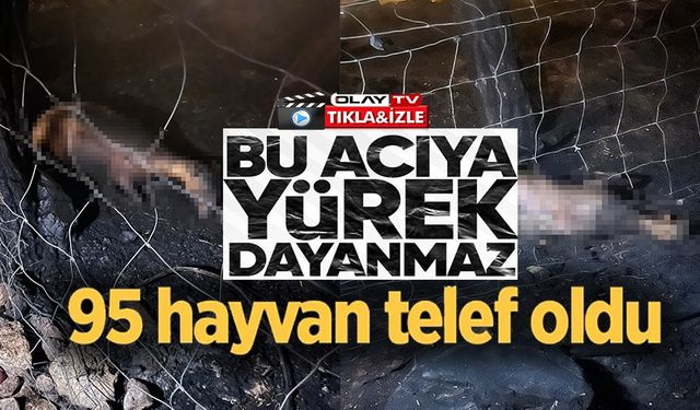 YANGINDA 95 HAYVAN TELEF OLDU