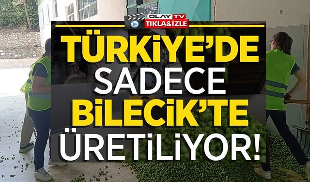 'YEŞİL ALTIN' DİYE ADLANDIRILAN ŞERBETÇİOTUNUN HASADI BAŞLADI