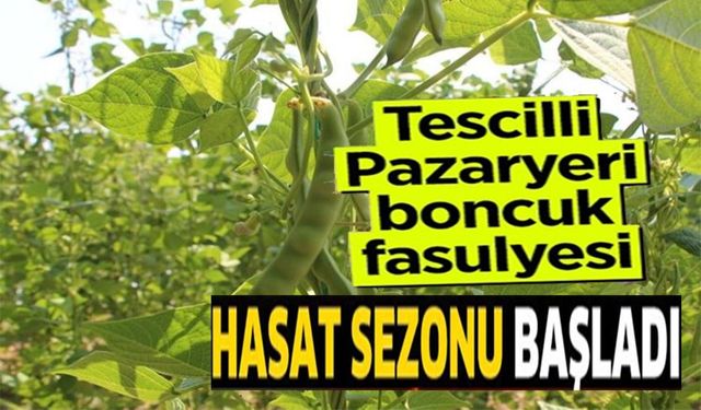 TESCİLLİ PAZARYERİ BONCUK FASULYESİNDE HASAT SEZONU BAŞLADI