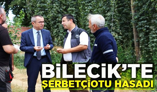 ŞERBETÇİ OTU İNCELEMESİ: TÜRKİYE'DE SADECE PAZARYERİ'NDE YETİŞİYOR