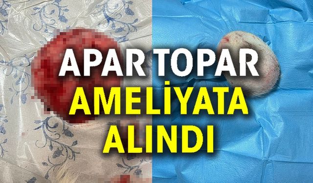 GÖĞSÜNDE TÜMÖR BULUNAN KÖPEK AMELİYAT EDİLDİ