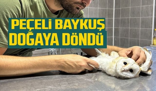 YARALI HALDE BULUNAN PEÇELİ BAYKUŞ TEDAVİSİNİN ARDINDAN DOĞAYA BIRAKILDI