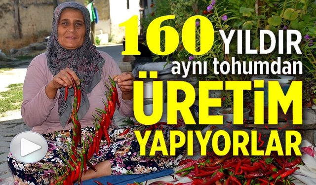 160 YILDIR AYNI TOHUMDAN ACI BİBER ÜRETİYORLAR