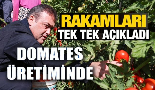 14 BİN 400 DEKAR ALANDA SOFRALIK, 2 BİN 608 DEKAR ALANDA SALÇALIK DOMATES ÜRETİMİ YAPILIYOR