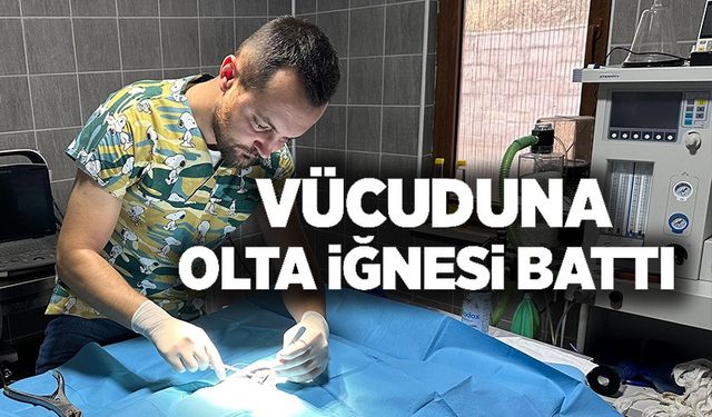 OLTA İĞNESİ BATMIŞ KEDİ KURTARILDI