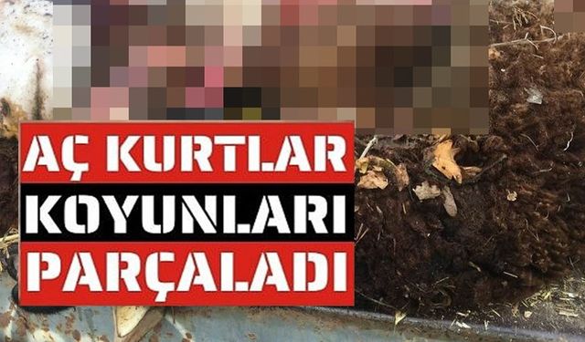 SÜRÜDEN AYRILAN KOYUNLARI KURT TELEF ETTİ