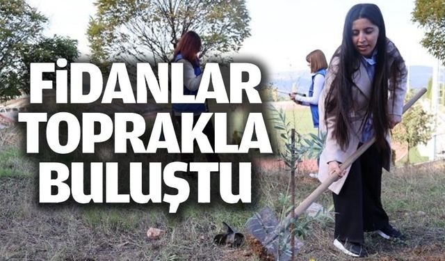 ZEYTİN FİDANLARI TOPRAKLA BULUŞTU