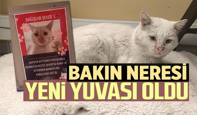 SOKAK KEDİSİNİN YUVASI OLDU