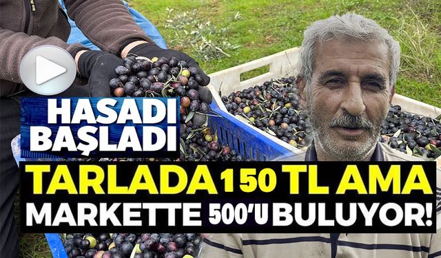 ORTA SAKARYA VADİSİ'NDEKİ MİKROKLİMA ETKİSİNE SAHİP OSMANELİ'NDE ZEYTİNLER HASAT SONA ERDİ