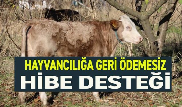 "KIRSALDA BEREKET VAR" PROJESİYLE ÜRETİCİYE BÜYÜKBAŞ DESTEĞİ