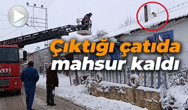 KARLA KAPLI ÇATIDA MAHSUR KALAN MİNİK KÖPEK KURTARILDI