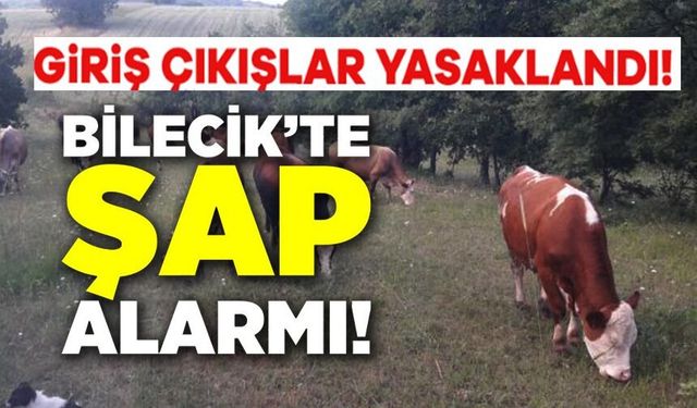 BİLECİK'TE ŞAP ALARMI: HAYVAN GİRİŞ-ÇIKIŞLARI YASAKLANDI