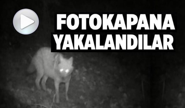 KURT VE ÇAKAL AYNI FOTOKAPANDA