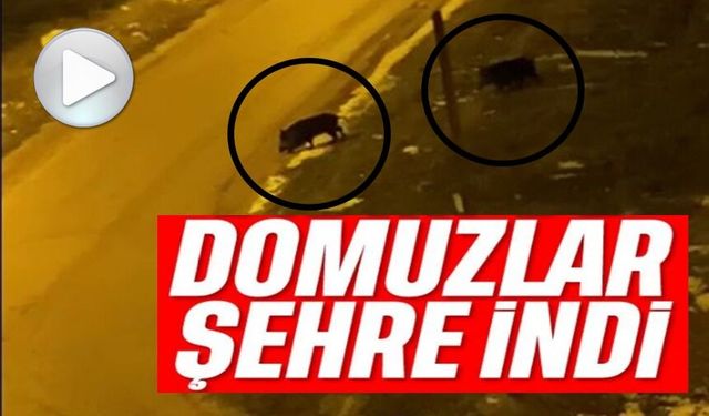 AÇ KALAN DOMUZLAR ŞEHRE İNDİ