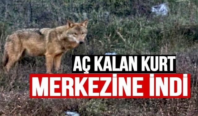BİLECİK'TE İNSANLARDAN KAÇMAYAN KURT