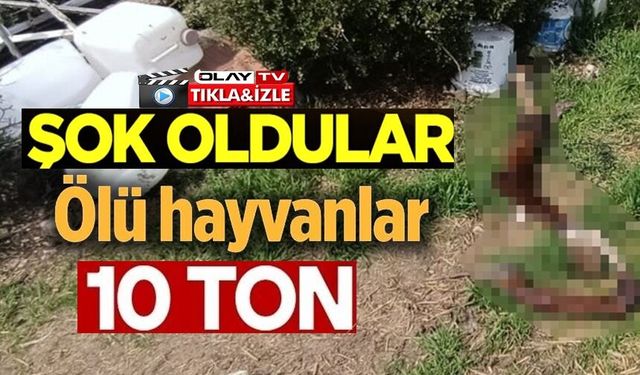 HEPSİ ZABITA EKİPLERİNİN BASKININDA ORTAYA ÇIKTI