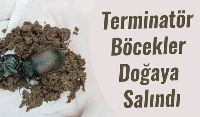 DOĞANIN SESSİZ KAHRAMANLARI GÖREV BAŞINDA