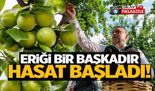 İLK CAN ERİĞİ HASADI BAŞLADI