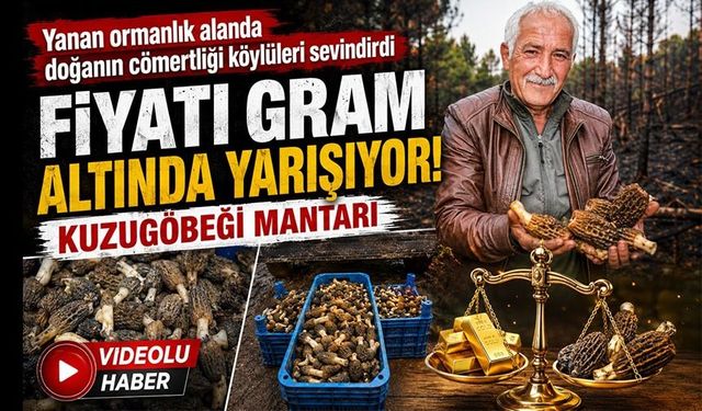 YANAN ORMANLIK ALANDA DOĞANIN CÖMERTLİĞİ KÖYLÜLERİ SEVİNDİRDİ: FİYATI GRAM ALTINDA YARIŞIYOR
