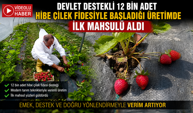 DEVLET DESTEKLİ 12 BİN ADET HİBE ÇİLEK FİDESİYLE BAŞLADIĞI ÜRETİMDE, İLK MAHSULÜ ALDI