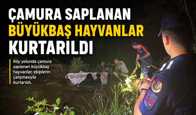 ÇAMURA SAPLANAN BÜYÜKBAŞ HAYVANLAR KURTARILDI