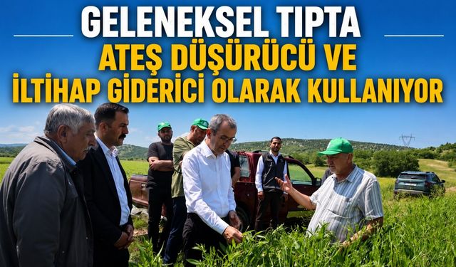 PELEMİR TARLALARI İNCELENDİ