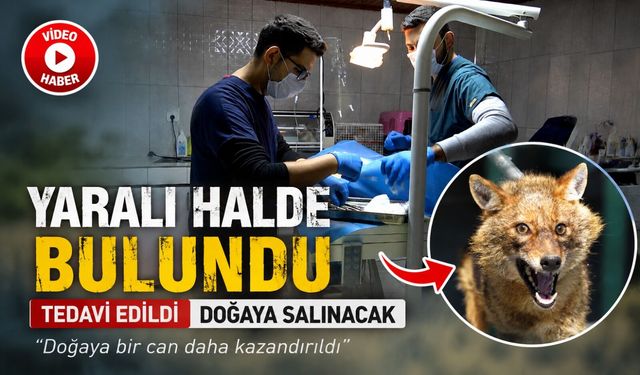 YARALI HALDE BULUNAN ÇAKAL TEDAVİ EDİLDİ