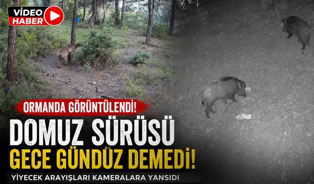 YABAN HAYVANLARI FOTOKAPANA BÖYLE YANSIDI