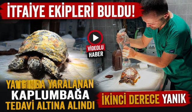 YANGINDA YARALANAN KAPLUMBAĞA TEDAVİ ALTINA ALINDI