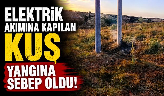 ELEKTRİK AKIMINA KAPILAN KUŞ YANGINA SEBEP OLDU