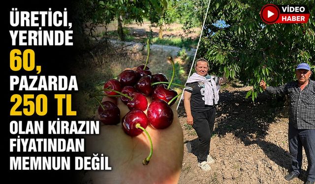 GÖLPAZARI'NIN 46 YILLIK 'NAPOLYON' KİRAZINDA HASAT TAMAMLANIYOR
