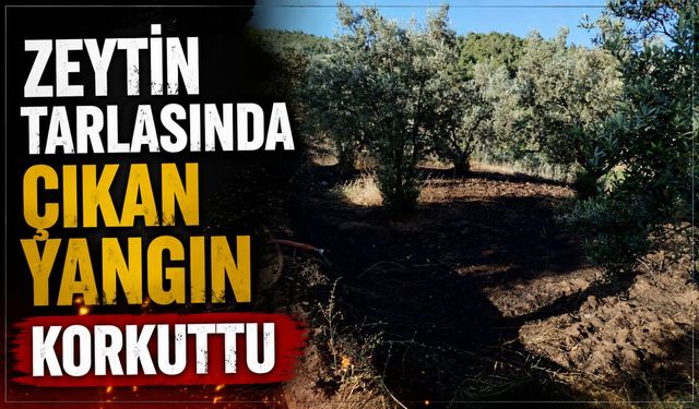 ZEYTİN TARLASINDA ÇIKAN YANGIN KORKUTTU