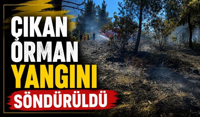 BİLECİK'TE ORMAN YANGINI ÇIKTI
