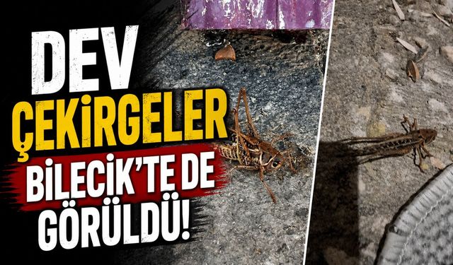 DEV ÇEKİRGELER BİLECİK'TE DE GÖRÜLDÜ