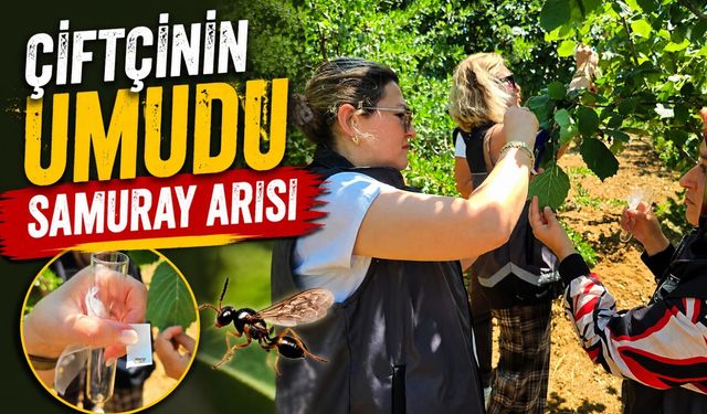 KAHVERENGİ KOKARCAYA KARŞI SAMURAY ARISI DOĞAYA SALINDI