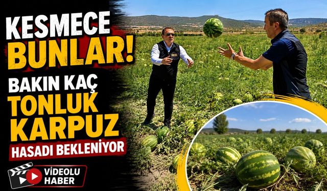BİLECİK'TE 62 BİN TONLUK KARPUZ HASADI BEKLENİYOR