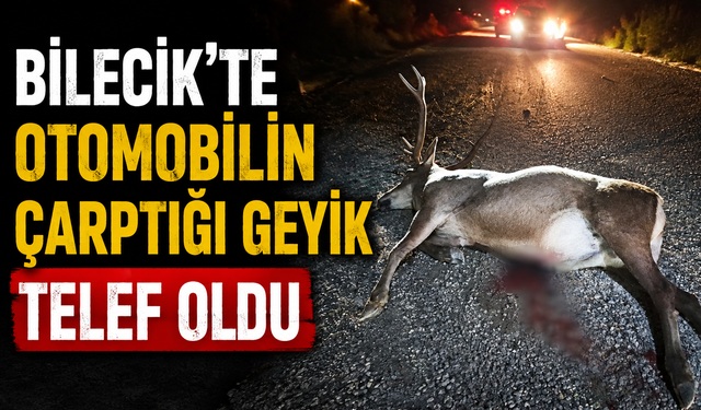 BİLECİK'TE OTOMOBİLİN ÇARPTIĞI GEYİK TELEF OLDU