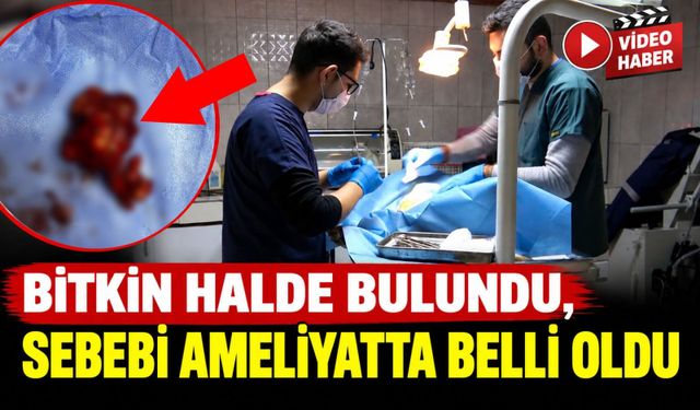 MEME TÜMÖRÜ OPERASYONU GEÇİREN KÖPEK SAĞLIĞINA KAVUŞTU