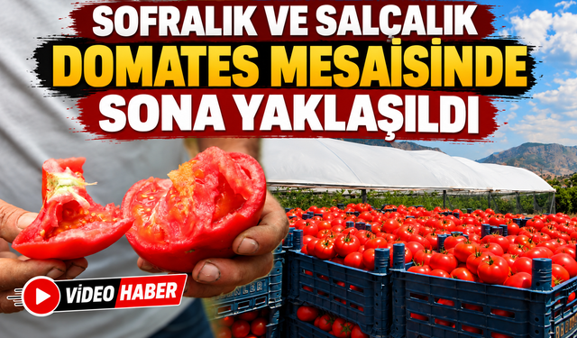 SOFRALIK VE SALÇALIK DOMATES MESAİSİNDE SONA GELİNDİ
