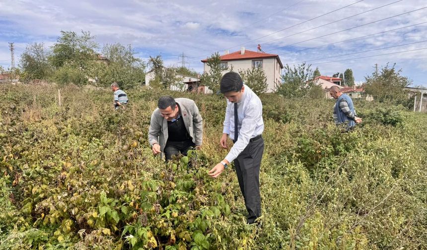 KAYMAKAM KAHRAMAN, AHUDUDU VE ARONYA TARLALARINI İNCELEDİ