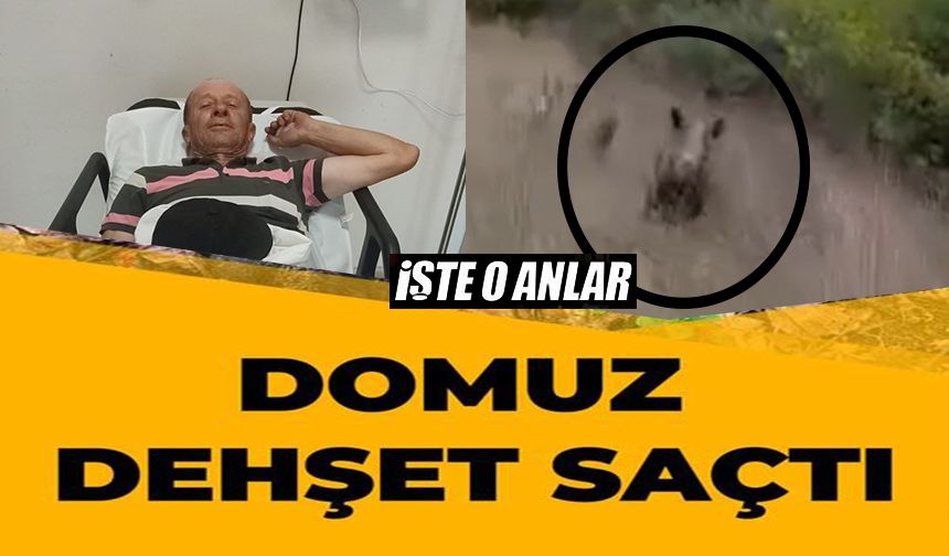 BİLECİK'TE DOMUZLARI AVLAYAN 1 AVCI YARALANDI