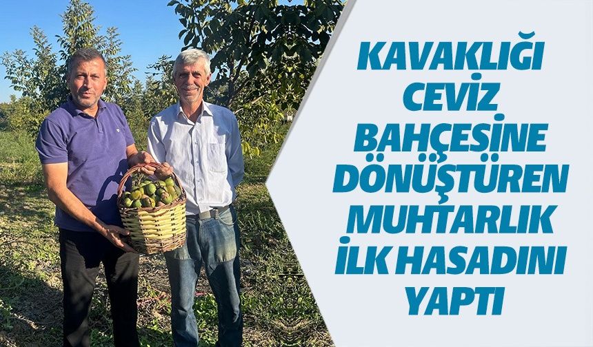 KAVAKLI MUHTARI İLK CEVİZ HASADINI YAPTI