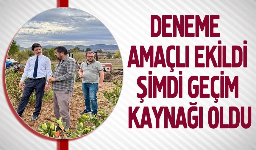 DENEME AMAÇLI EKİLDİ ŞİMDİ GEÇİM KAYNAĞI OLDU