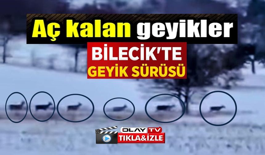 BİLECİK'TE GEYİK SÜRÜSÜ GÖRÜNTÜLENDİ