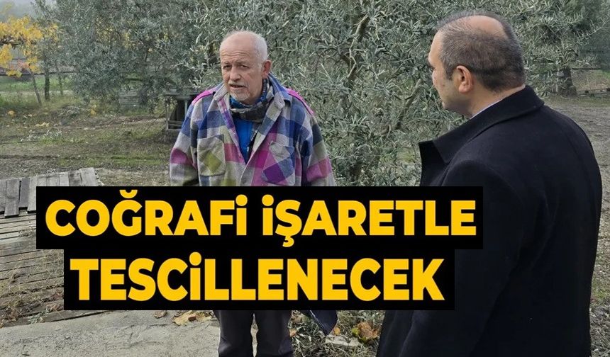 ASIRLIK ZEYTİN AĞAÇLARI COĞRAFİ İŞARETLE TESCİLLENECEK