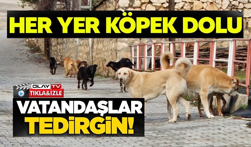 BİLECİK'TE BAŞIBOŞ KÖPEKLER YÜZÜNDEN VATANDAŞLAR SOKAĞA ÇIKAMIYOR