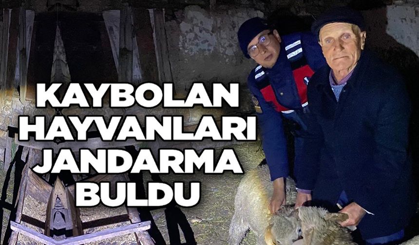 KAYIP HAYVANLARI JANDARMA BULDU