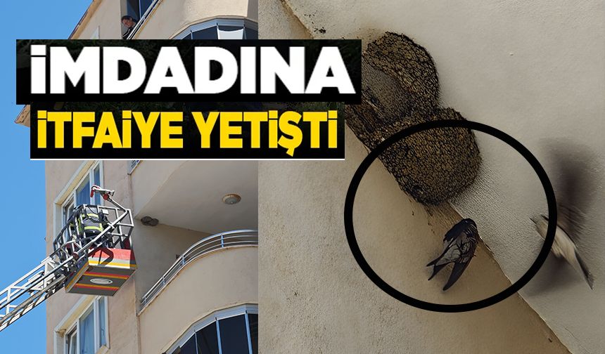 AYAĞI TAKILARAK ASKIDA KALAN KIRLANGICIN İMDADINA İTFAİYE YETİŞTİ